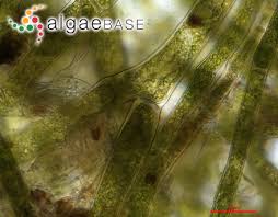 Attēlu rezultāti vaicājumam “Cladophora glomerata”