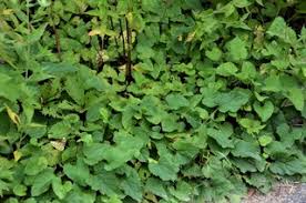 Attēlu rezultāti vaicājumam “Campanula rapunculoides leaf”