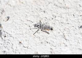 Attēlu rezultāti vaicājumam “Choerades sp.”