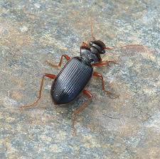 Attēlu rezultāti vaicājumam “Leistus ferrugineus”