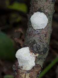 Attēlu rezultāti vaicājumam “Dichomitus campestris”