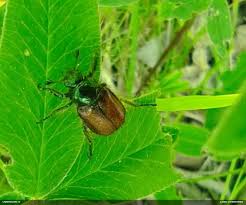 Attēlu rezultāti vaicājumam “Fuligo licentii”