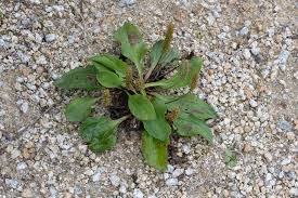 Attēlu rezultāti vaicājumam “Plantago major subsp. intermedia”