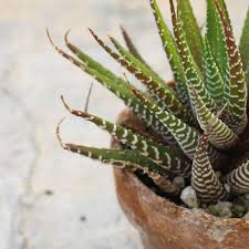 Image result for Haworthia
