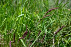 Attēlu rezultāti vaicājumam “Holcus lanatus”