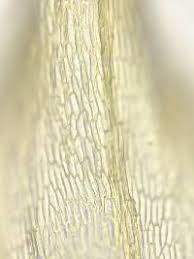 Attēlu rezultāti vaicājumam “Campylium chrysophyllum”