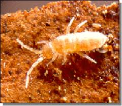 Attēlu rezultāti vaicājumam “Heteromurus nitidus”