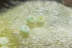 Attēlu rezultāti vaicājumam “Cupido minimus underside”