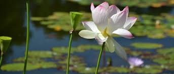 Attēlu rezultāti vaicājumam “Lotus sp. flower”