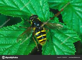 Attēlu rezultāti vaicājumam “Sericomyia sp.”