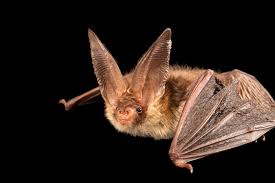 Attēlu rezultāti vaicājumam “Plecotus auritus”