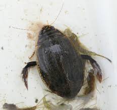 Attēlu rezultāti vaicājumam “Acilius sulcatus female”