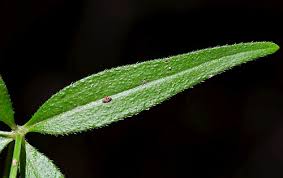 Attēlu rezultāti vaicājumam “Galium schultesii leaf”