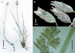 Attēlu rezultāti vaicājumam “Poa compressa”