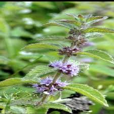 Attēlu rezultāti vaicājumam “Mentha arvensis flower”