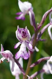 Attēlu rezultāti vaicājumam “Orchis militaris flower”