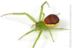 Attēlu rezultāti vaicājumam “Diaea dorsata”