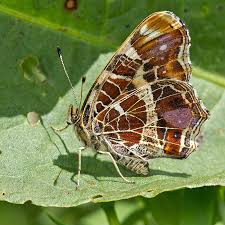 Attēlu rezultāti vaicājumam “Araschnia levana”
