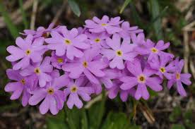 Attēlu rezultāti vaicājumam “Primula farinosa”