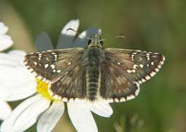 Attēlu rezultāti vaicājumam “Pyrgus alveus upperside”