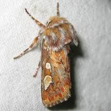 Attēlu rezultāti vaicājumam “Panolis flammea”