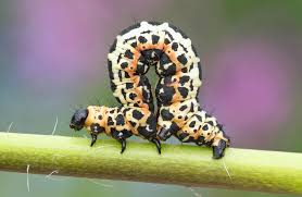 Attēlu rezultāti vaicājumam “Abraxas grossulariata larva”