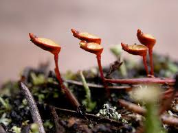 Attēlu rezultāti vaicājumam “Buxbaumia aphylla sporophyte”