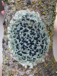 Attēlu rezultāti vaicājumam “Lecidella elaeochroma”