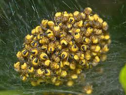 Attēlu rezultāti vaicājumam “Araneus diadematus eggs”