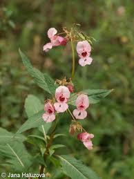 Attēlu rezultāti vaicājumam “Impatiens glandulifera flower”