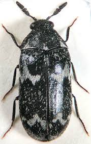 Attēlu rezultāti vaicājumam “Megatoma undata”