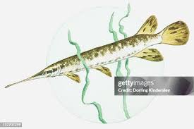 Image result for Lepisosteus osseus