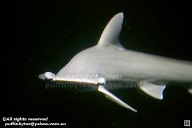 Image result for Sphyrna tiburo