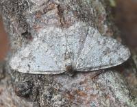 Attēlu rezultāti vaicājumam “Aethalura punctulata”