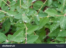 Attēlu rezultāti vaicājumam “Lonicera caerulea var. pallasii”