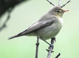 Attēlu rezultāti vaicājumam “Hippolais icterina”