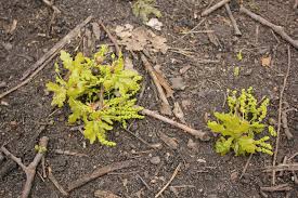 Attēlu rezultāti vaicājumam “Quercus robur male flower”