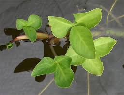 Attēlu rezultāti vaicājumam “Menyanthes trifoliata leaf”
