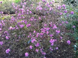 Attēlu rezultāti vaicājumam “Rhododendron sichotense flower”
