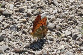 Attēlu rezultāti vaicājumam “Argynnis paphia larva”
