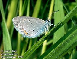 Attēlu rezultāti vaicājumam “Everes argiades”