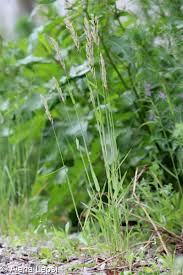 Attēlu rezultāti vaicājumam “Holcus lanatus  fruit”