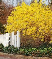Attēlu rezultāti vaicājumam “Forsythia suspensa”