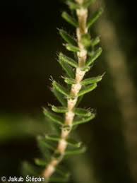 Attēlu rezultāti vaicājumam “Erica tetralix leaf”