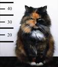 criminal cat images
