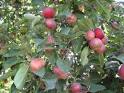 Foods For Long Life: Vegan Gravenstein Apple and Blackberry Crisp