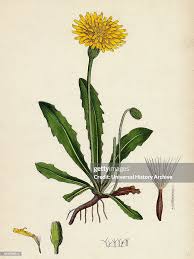 Attēlu rezultāti vaicājumam “Leontodon hispidus flower”