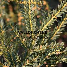 Attēlu rezultāti vaicājumam “Taxus”