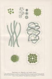 Attēlu rezultāti vaicājumam “Pleurococcus vulgaris”