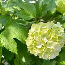 Attēlu rezultāti vaicājumam “Viburnum opulus bud”